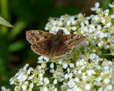 dingyskipper180522 Dingy Skipper Portland Bill, Dorset