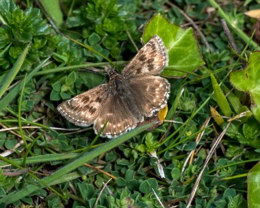 dingyskipper180522b Dingy Skipper Broadcroft Quarry, Dorset