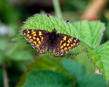 dukeofburgundy160522e Duke of Burgundy Cerne Abbas, Dorset
