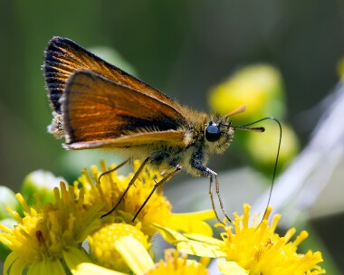 essexskipper010813 Essex Skipper Lakenheath, Suffolk