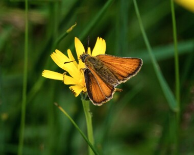 essexskipper100721 Essex Skipper East Winch, Norfolk