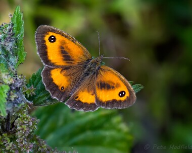 gatekeeper270713 Gatekeeper Lakenheath, Suffolk