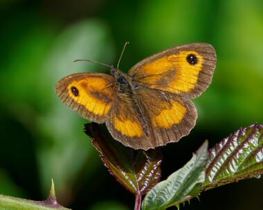 gatekeeper300724 Gatekeeper Alners Gorse, Dorset