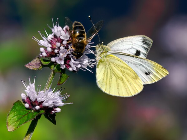 Green-veined White