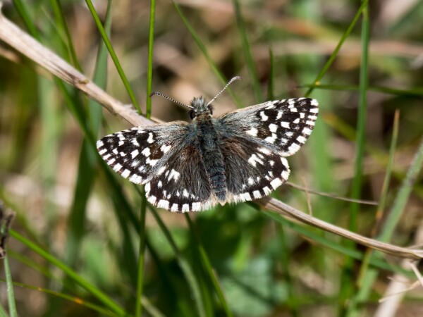 Grizzled Skipper