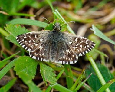 grizzledskipper140524 Grizzled Skipper Powerstock Common, Dorset
