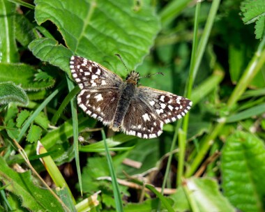 grizzledskipper160522 Grizzled Skipper Cerne Abbas, Dorset