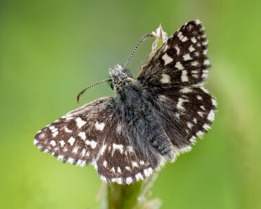 grizzledskipper160524 Grizzled Skipper Dixton, Wales