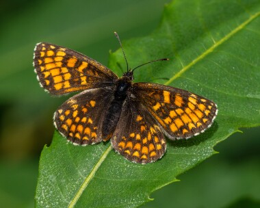 heathfrit290626 Heath Fritillary Blean Woods, Kent