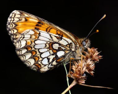 heathfritilary290626 Heath Fritillary Blean Woods, Kent