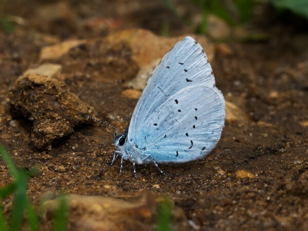 Holly Blue