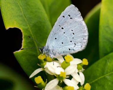 hollyblue050424 Holly Blue Cley, Norfolk