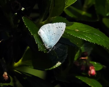 hollyblue090417 Holly Blue Port Erin, Isle of Man