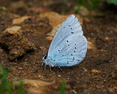 hollyblue290713 Holly Blue Holt CP, Norfolk