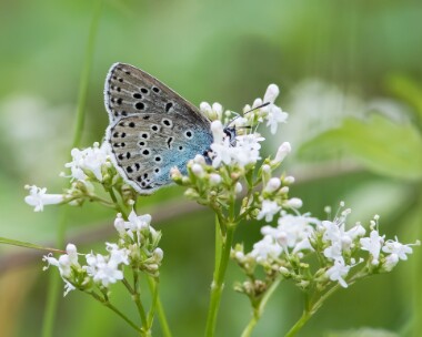 largeblue250617 Large Blue Daneway, Gloucestershire