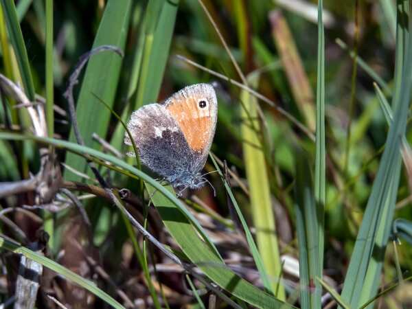 Large Heath