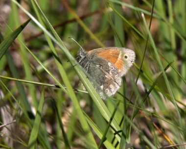 largeheath020718 Large Heath Mull, Scotland