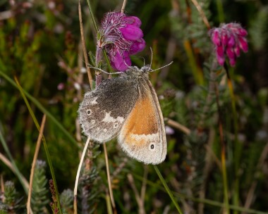 largeheath040723 Large Heath Cairngorm, Scotland