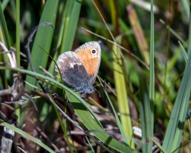 largeheath050718 Large Heath Mull, Scotland