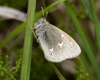 largeheath180625 Large Heath Loch Maree, Scotland