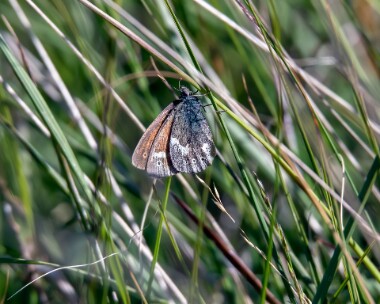 largeheath300618 Large Heath Ariundle, Scotland