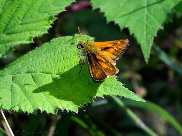 Large Skipper