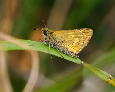 largeskipper070825 Large Skipper Arne, Dorset