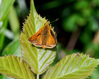 largeskipper220624 Large Skipper Whitecross Green Wood, Oxfordshire