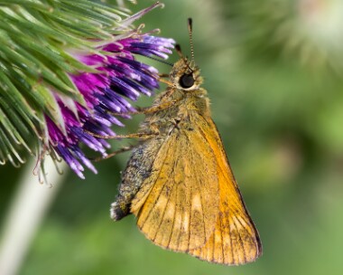 largeskipper270713pete Large Skipper Lakenheath, Norfolk