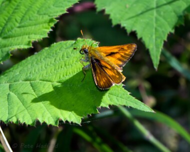 largeskipper280713 Large Skipper Holkham Pines, Norfolk