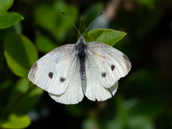 Large White