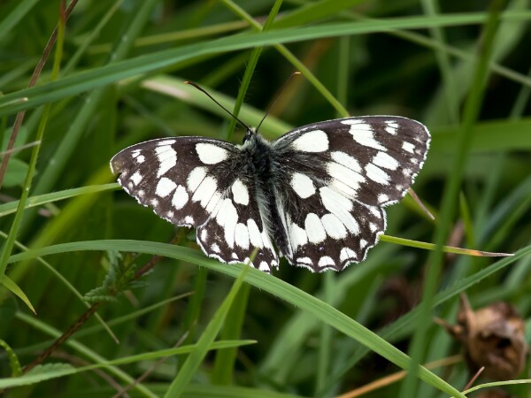 Marbled White