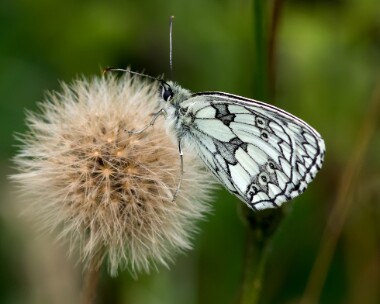 marbledwhite250617 Marbled White Strawberry Banks, Gloucestershire