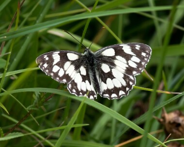 marbledwhite250617b Marbled White Strawberry Banks, Gloucestershire