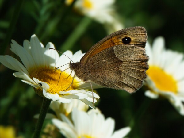 Meadow Brown