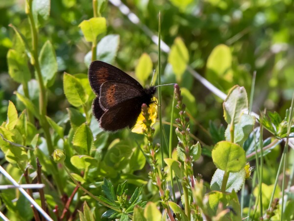 Mountain Ringlet