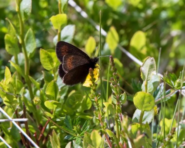 mountainringlet250618 Mountain Ringlet Creag Meagaidh, Scotland