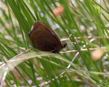 mountainringlet250618b Mountain Ringlet Creag Meagaidh, Scotland