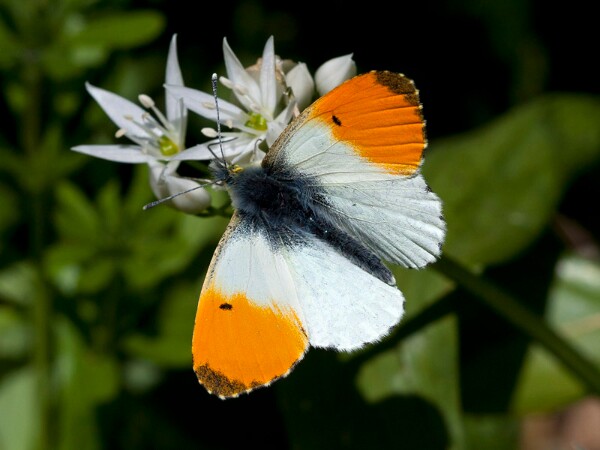 Orange Tip