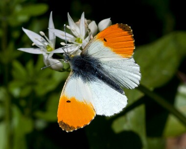 orangetip030510 Orange Tip Isle of Man