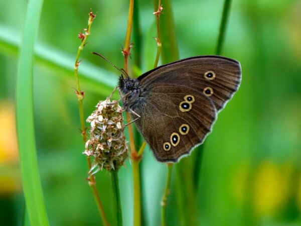 Ringlet
