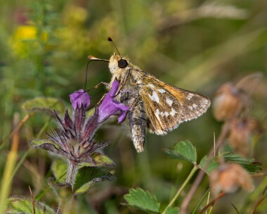 silverspottedskipper060825b Silver-spotted Skipper Warren Hill, Wiltshire
