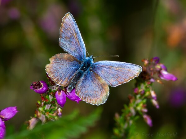 Silver-studded Blue