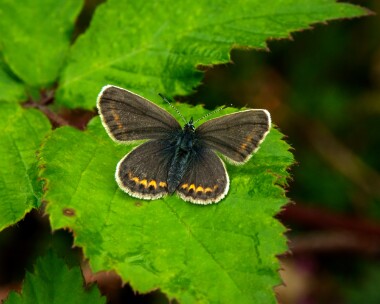 silverstuddedblue100721 Silver-studded Blue Buxton Heath, Norfolk