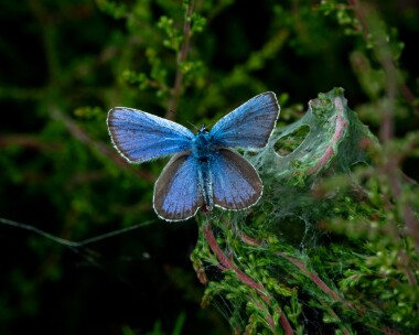 silverstuddedblue100721b Silver-studded Blue Buxton Heath, Norfolk