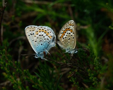 silverstuddedblue100721c Silver-studded Blue Buxton Heath, Norfolk