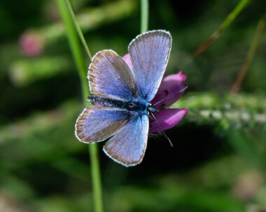 silverstuddedblue210619