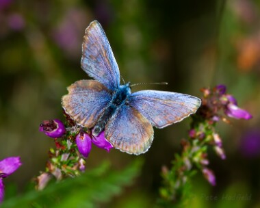 silverstuddedblue300713 Silver-studded Blue Kelling Heath, Norfolk