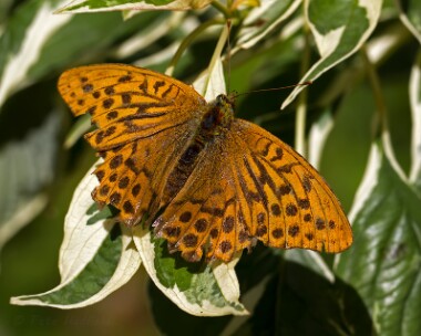 silverwashedfrit110814 Silver-washed Fritillary Holt CP, Norfolk