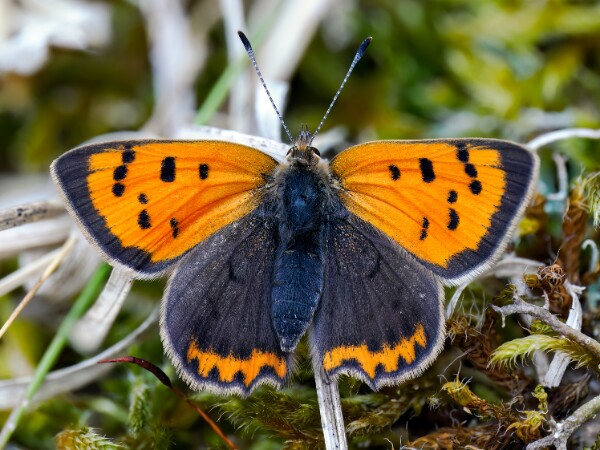 Small Copper